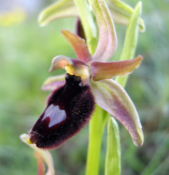 Ophrys delle Mainarde
